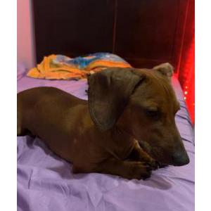 Lost Dog Dante