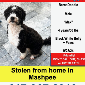 Lost Dog Max