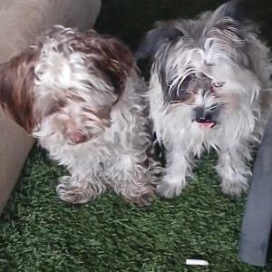 Lost Dog Coco