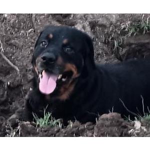 Lost Dog Deziel