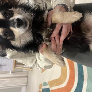 Found Dog Unknown