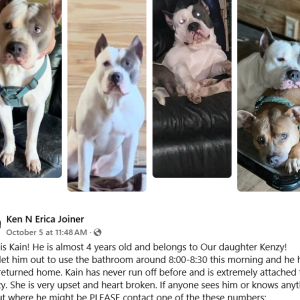 Lost Dog Kane