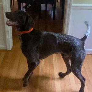 Lost Dog Blaze