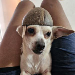 Lost Dog Coquito