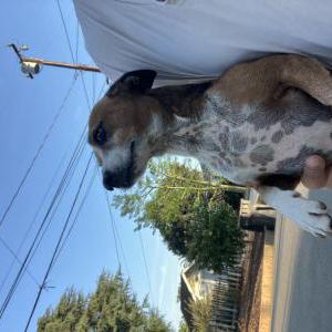 Found Dog Unknown