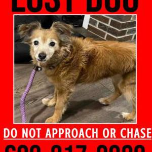 Lost Dog Mia