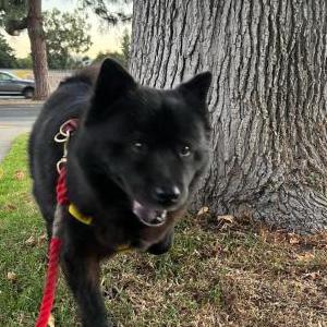 Lost Dog Gom