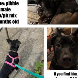 Lost Dog Pibble
