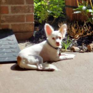 Lost Dog DaVinci