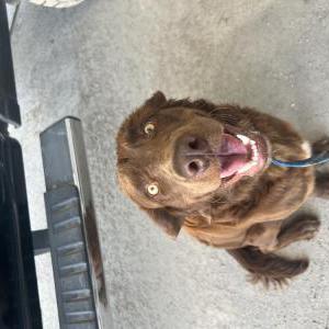 Found Dog Unknown