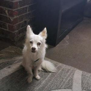 Lost Dog DaVinci