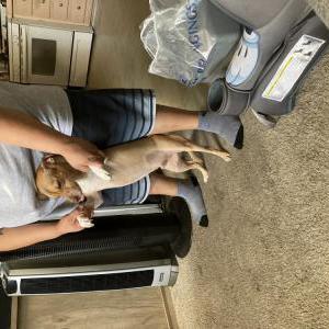 Lost Dog Prince