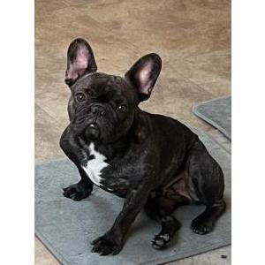 Lost Dog Gigi