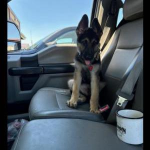 Lost Dog Swat