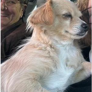 2nd Image of Tilly, Lost Dog