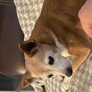 Lost Dog Bonnie