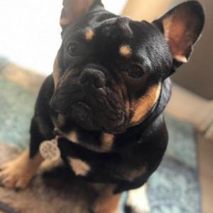 Lost Dog Teddy
