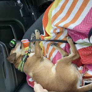 Lost Dog Loki