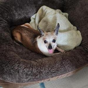 Found Dog Unknown