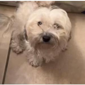 Lost Dog Mamasita