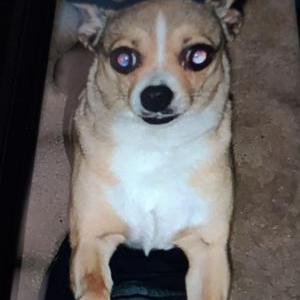 Lost Dog Cheri