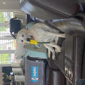 Lost Dog Rummer