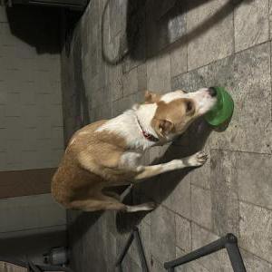 Found Dog Unknown