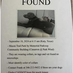 Found Dog Unknown
