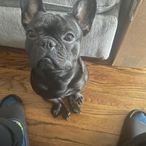 Lost Dog Jamison