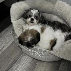 Lost Dog Minnie & simba