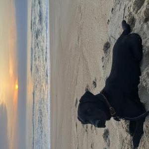 Lost Dog Shadow