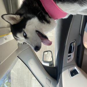 Lost Dog Luna