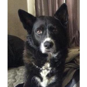 Lost Dog Lakota
