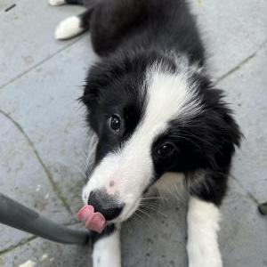 Lost Dog Pepper