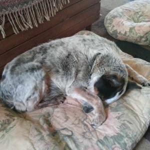 Lost Dog Dixie