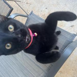 Image of Milo + Otis, Lost Cat