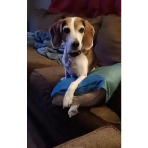 Lost Dog Pepsi
