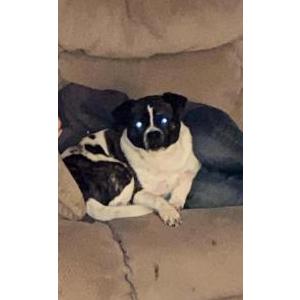 Lost Dog PeeWee