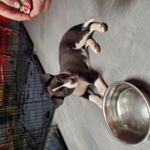 Found Dog unknown