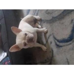 Lost Dog Bella
