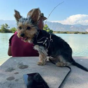 Lost Dog Junior