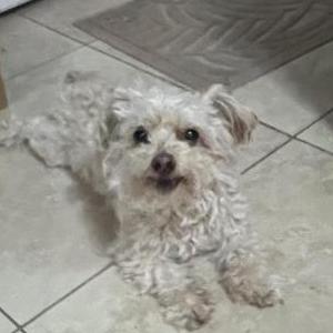 Found Dog Unknown