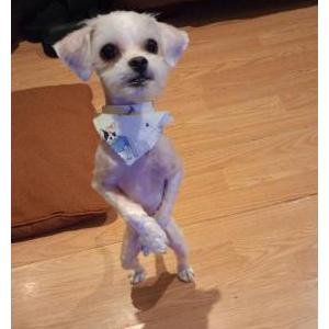 Lost Dog Coco