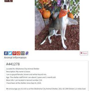 Found Dog Grace