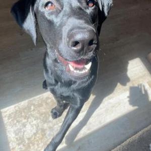 Lost Dog ramsey