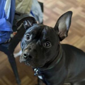 Lost Dog Duncan