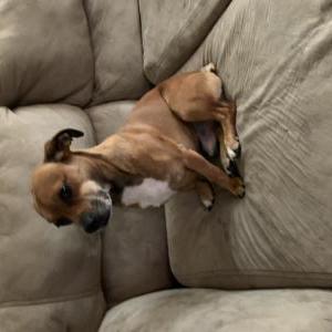Lost Dog Bentley