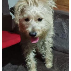 Lost Dog Junior