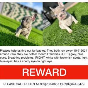 Lost Dog Skye
