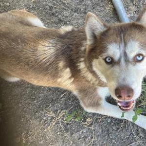 Lost Dog Bella Luna Huerta